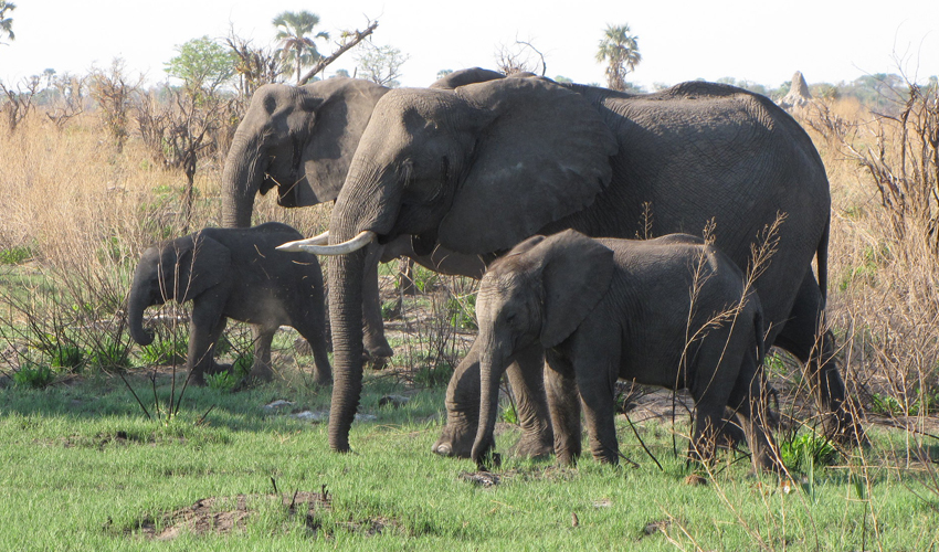 6 Days Uganda Wildlife Safari Adventure